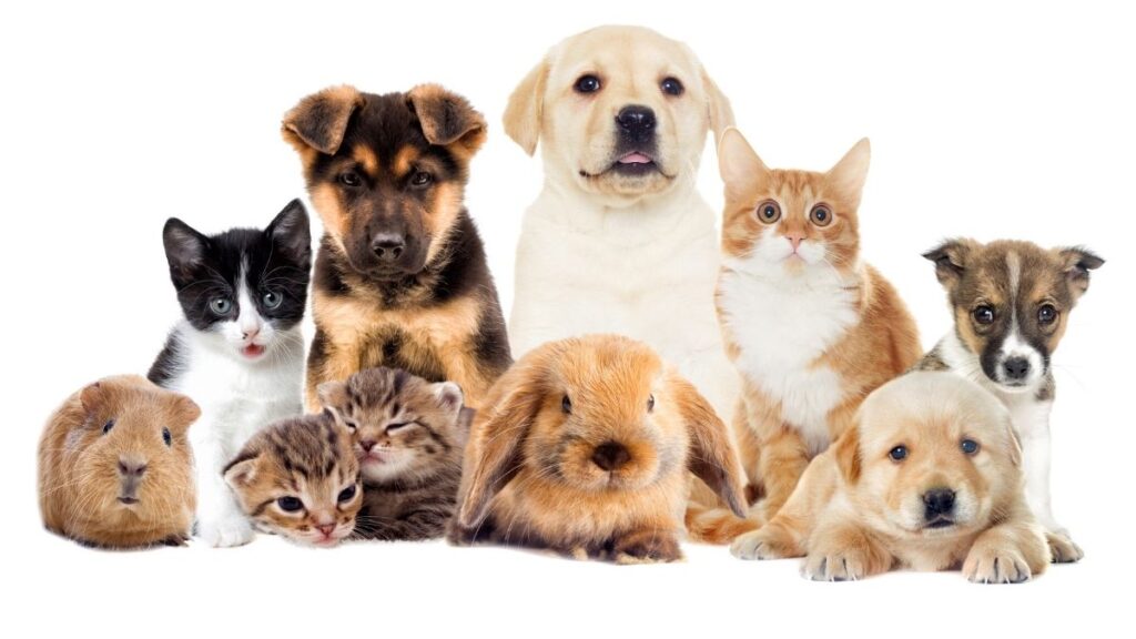 A group of dogs, cats, rabbits, and a guinea pig on a white background, representing the need to include pets in household emergency preparedness plans.