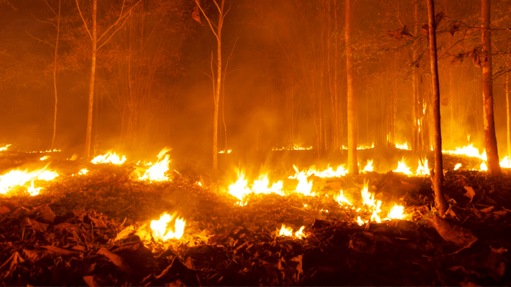 Wildfire burning through a forest floor at night with flames spreading among trees and dry leaves.
